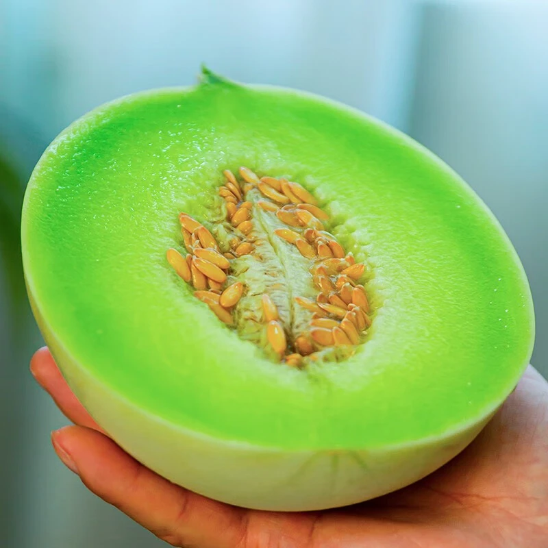 山东头茬玉菇甜瓜 冰淇淋甜瓜新鲜水果 口感软糯香甜香瓜4.5-5斤