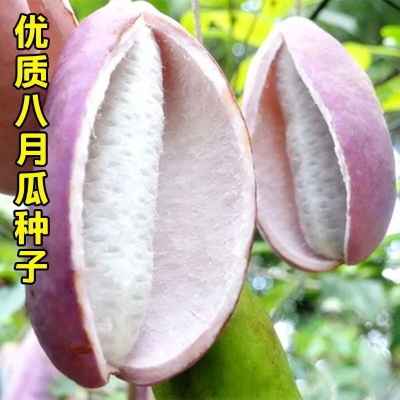 【八月瓜种子】阳台小院种植庭院种植家庭种植蔬菜种子苗蔬菜种子