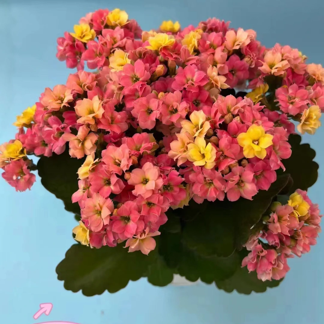 长寿花盆栽花卉变色龙适合室内阳台易暴盆花期长新手好养