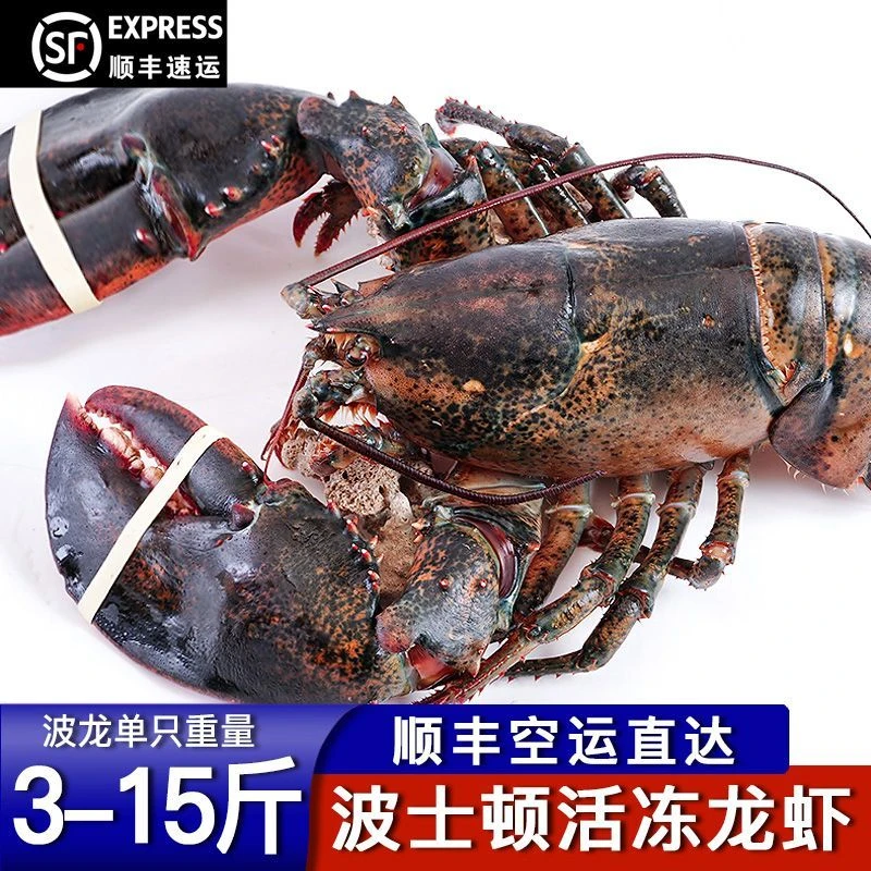 鲜冻波士顿龙虾活冻大波龙3-15斤巨大鲜活冷冻波龙顺丰包邮