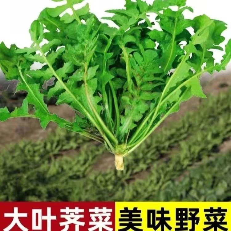 野生荠菜种子春秋冬季耐热耐寒四季播种农家田园盆栽地载蔬菜种子