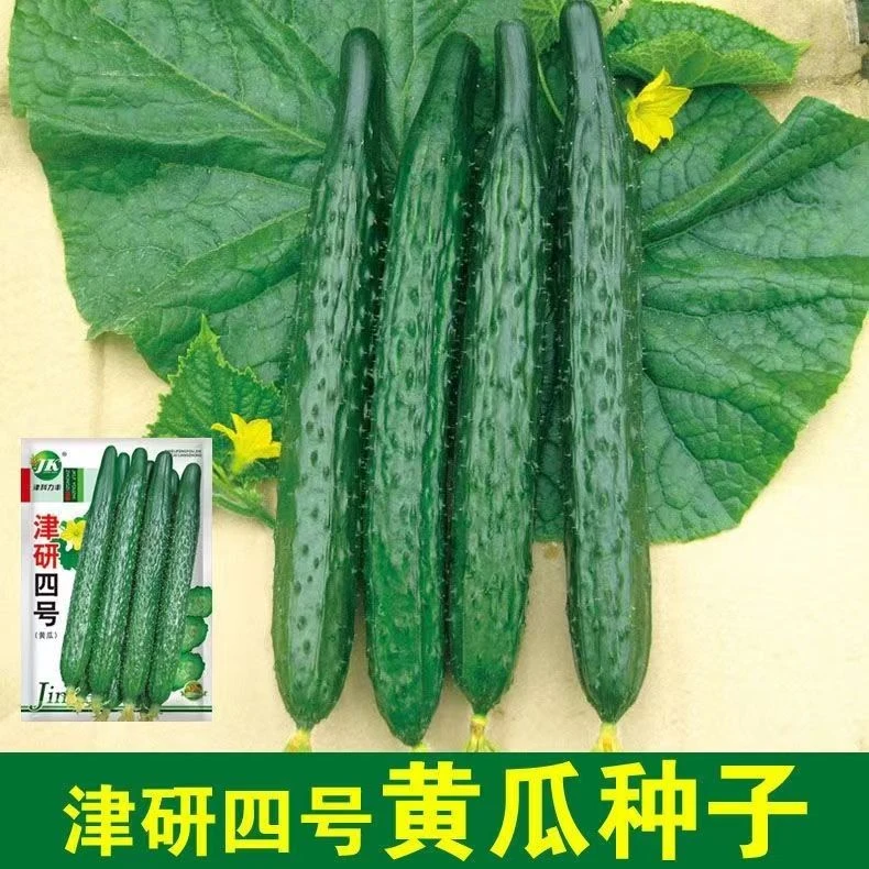 津研四号黄瓜种子春夏耐热绿心密刺黄瓜种子庭院阳台四季蔬菜种孑