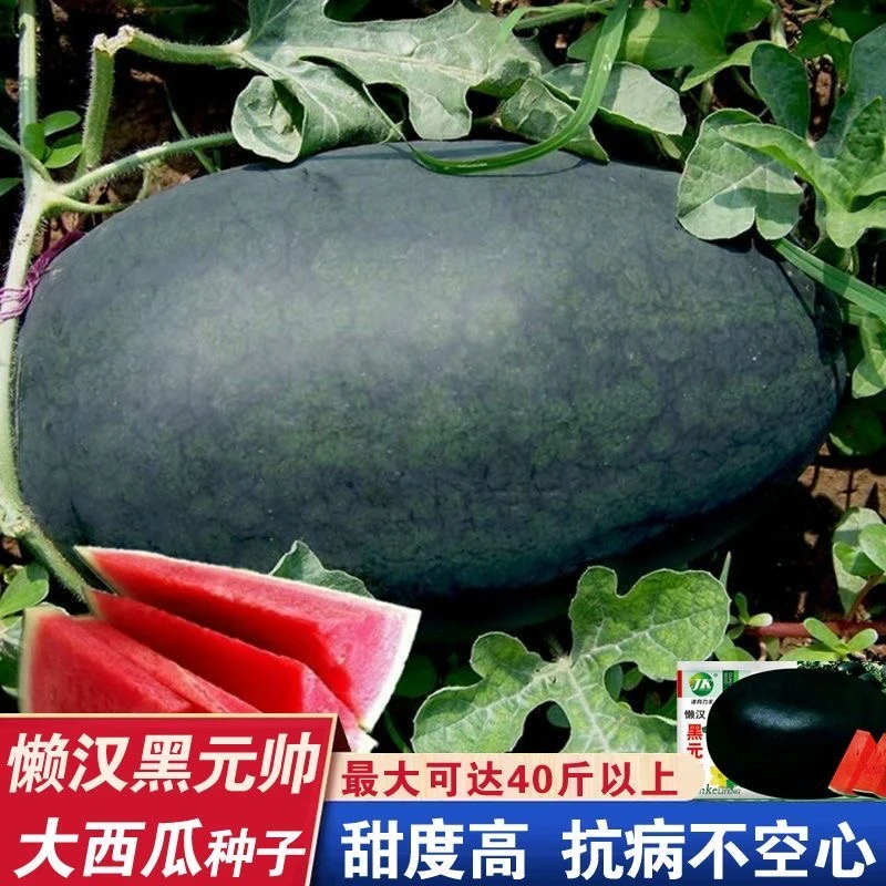 超甜黑皮西瓜种子薄皮少籽红心黑皮西瓜种子四季农家蔬菜水果种孑