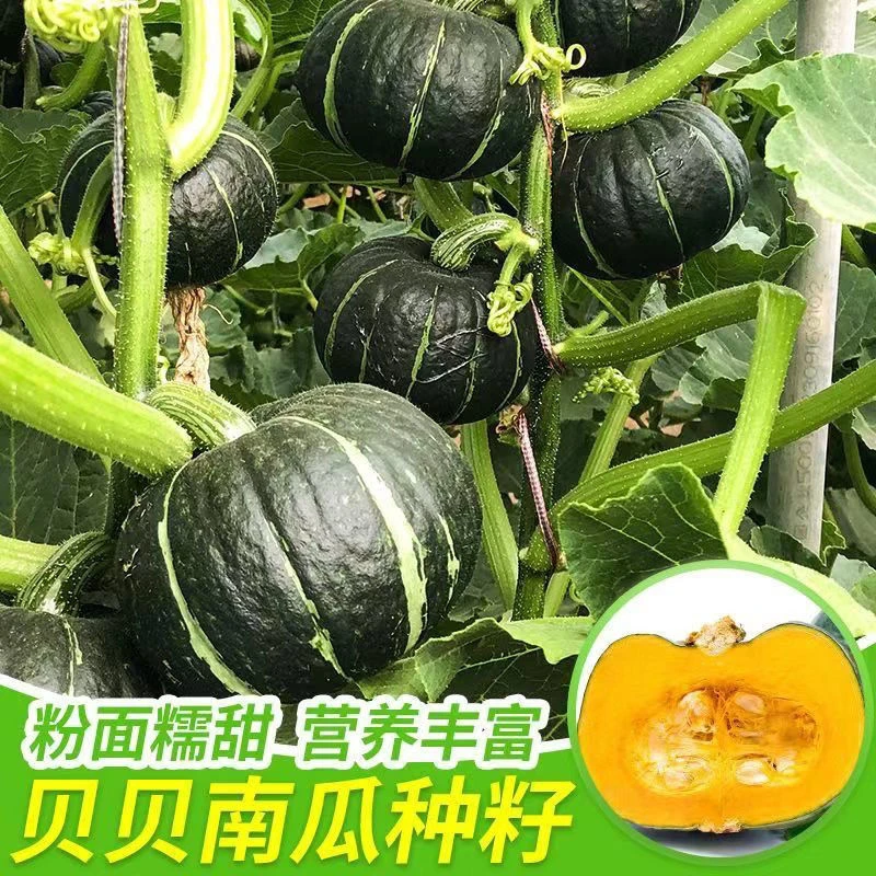 (新种到啦)贝贝南瓜种子农家甜糯板栗绿贝贝南瓜种子四季蔬菜种子