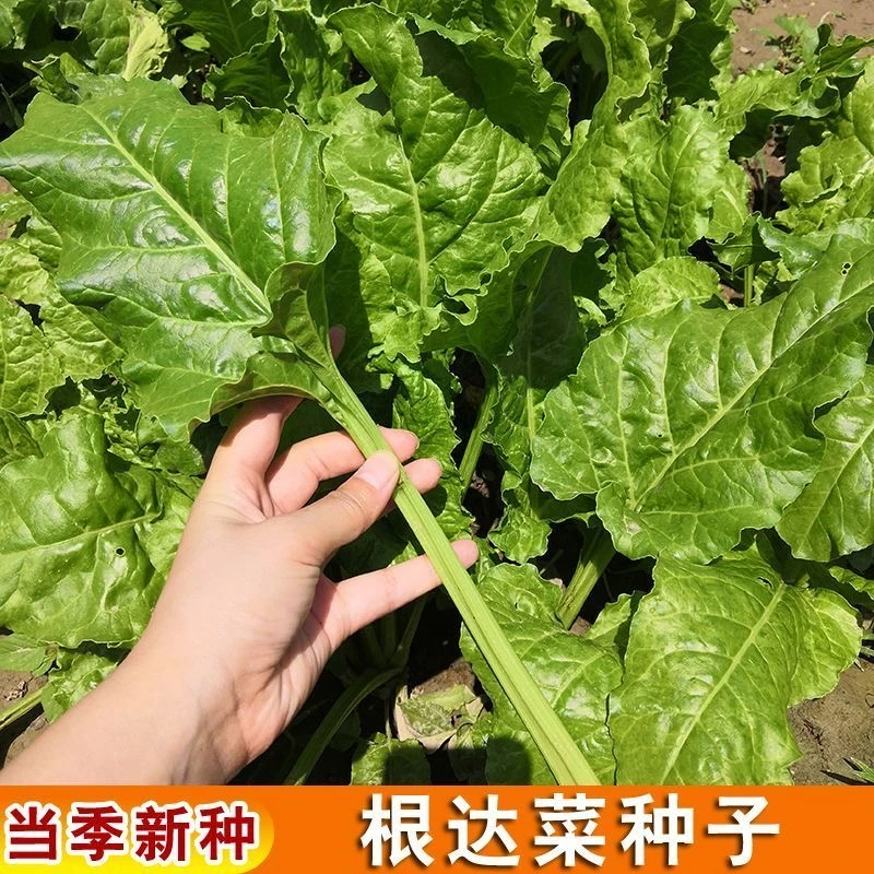 根达菜种子牛皮菜莙荙君达菜种籽易种四季播阳台种菜抗病蔬菜种子