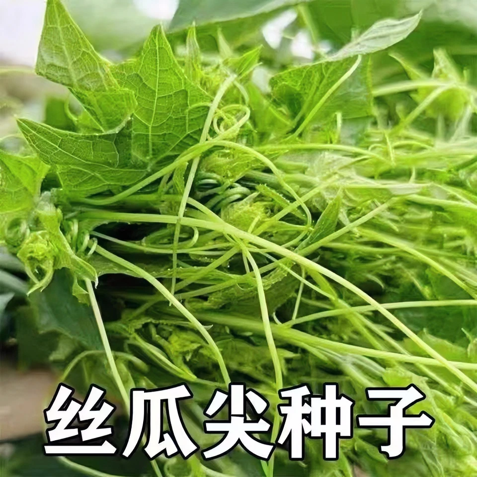 养生丝瓜尖种子营养耐热夏秋四季播丝瓜藤尖苗籽农家菜园蔬菜种孑