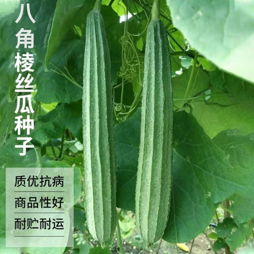 八角棱丝瓜种子白点八角棱角丝瓜种籽春秋农家菜园庭院爬藤蔬菜籽