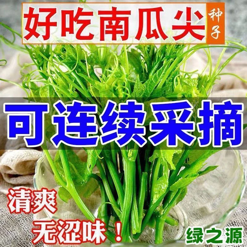 专吃南瓜藤种子春秋季播种南瓜蔬菜种子专吃南瓜藤茎嫩叶瓜果种子