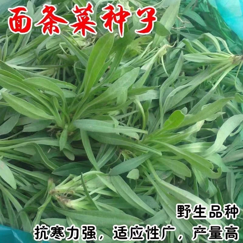 正宗野生面条菜种子四季播种阳台盆栽野生有机野菜菜籽蔬菜种子