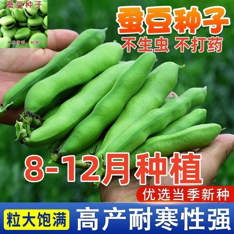 青皮蚕豆种子大粒农家家北斗七星罗汉豆播种早熟耐寒胡豆籽蔬菜籽