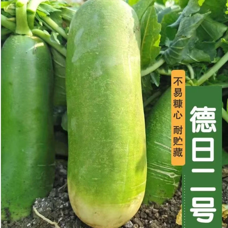 露头青水果萝卜种子沙窝萝卜生吃甜脆青萝卜种子农家庭院蔬菜种子