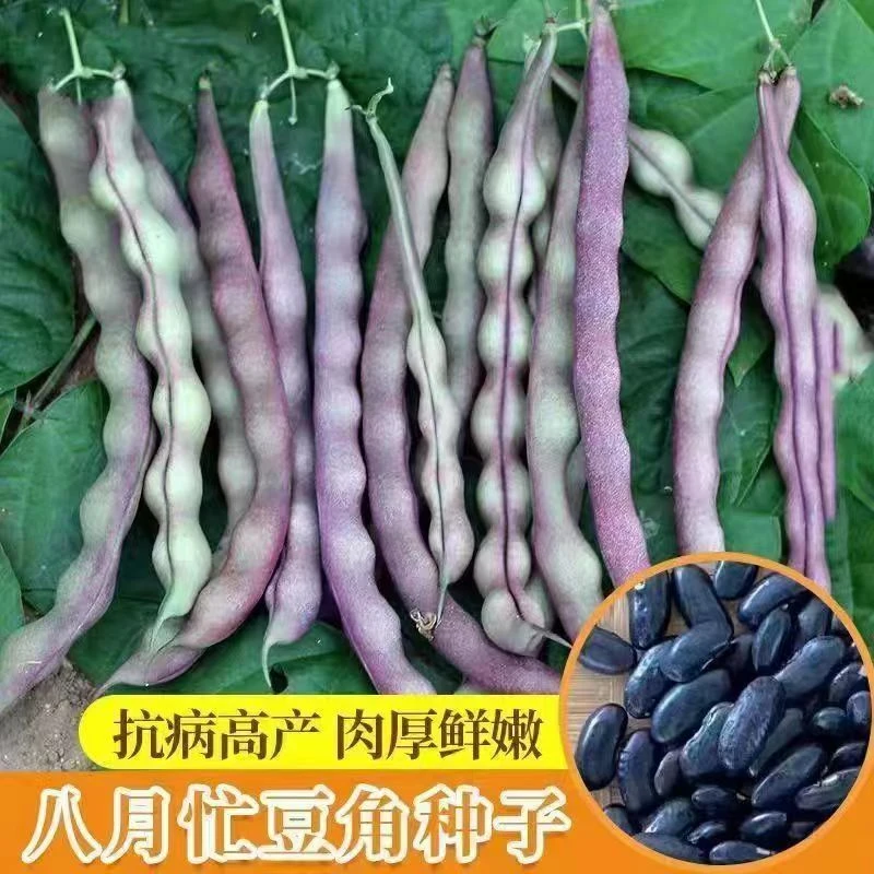 八月忙冻死鬼豆角种子耐寒耐热无筋芸豆角种子长芸豆四季播蔬菜种