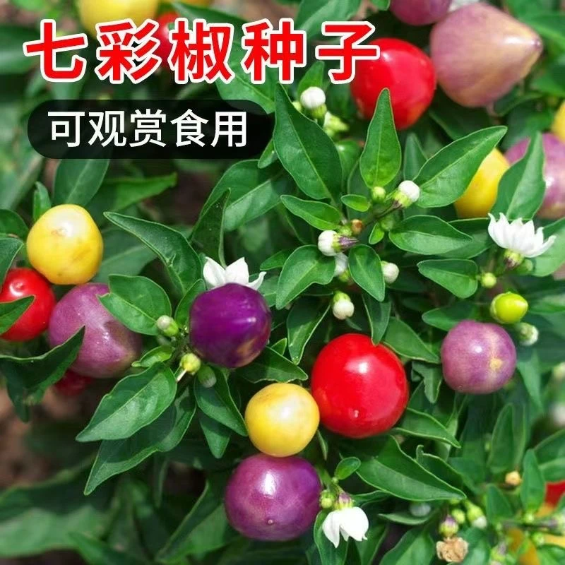 七彩辣椒种子四季播五彩椒朝天椒种子籽农家阳台盆栽辣椒蔬菜种子