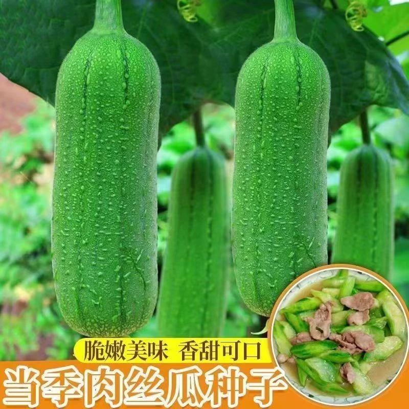 肉丝瓜种子早熟丝瓜种子四季香丝瓜当季阳台易活清香瓜果蔬菜种子