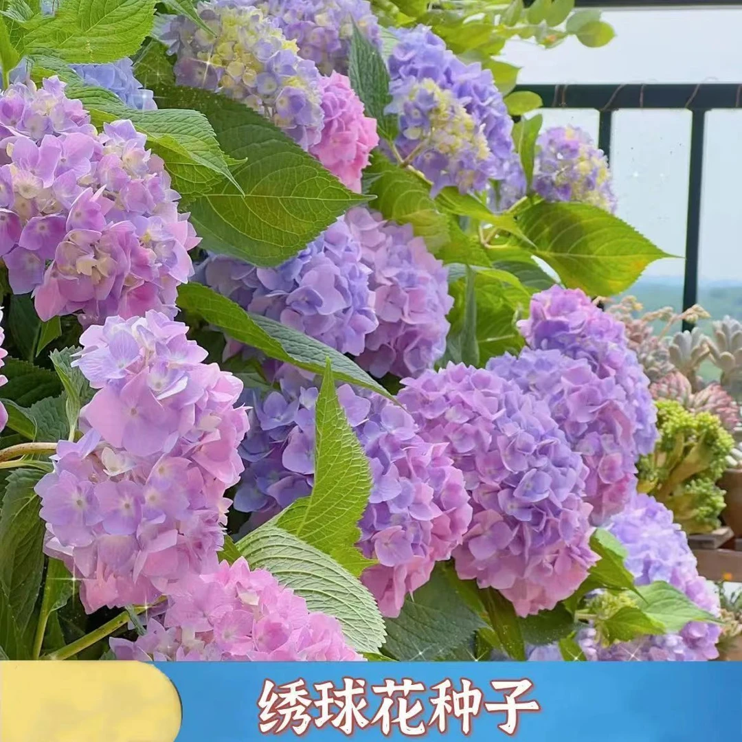 绣球花种子爆盆大花无尽夏四季播种撒土就活易打理庭院大绣球花籽