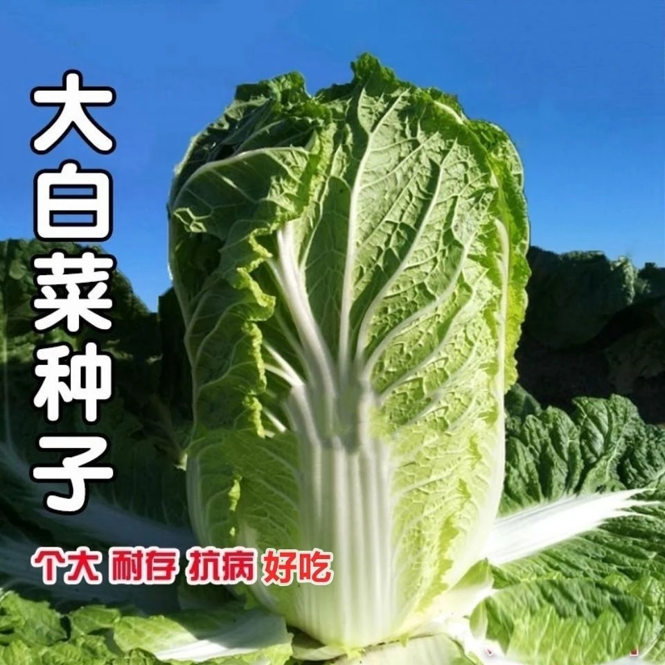 十八斤大白菜种子东北白菜籽四季叶多多大白菜抗病农家蔬菜白菜子