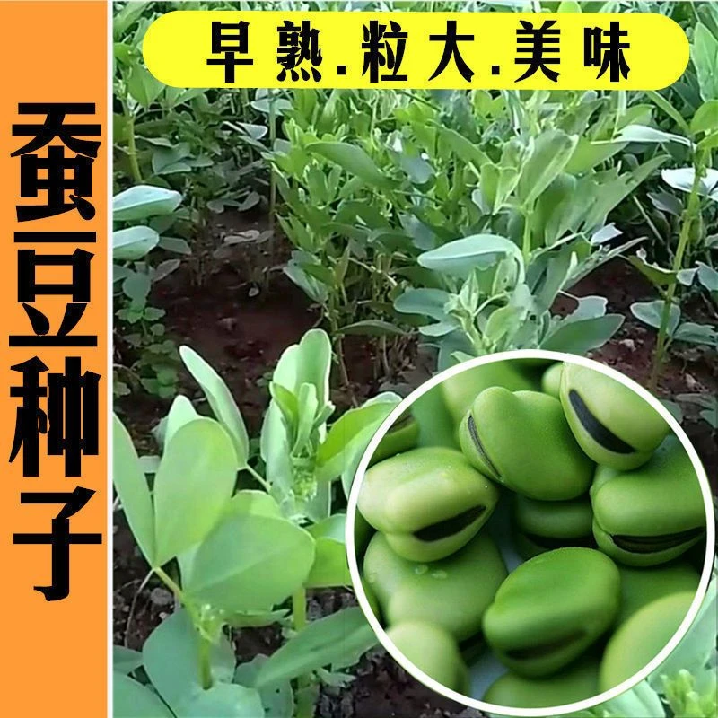 糯米蚕豆种子特大蚕豆罗汉豆种籽薄皮大胡豆新鲜农家易种蔬菜种子