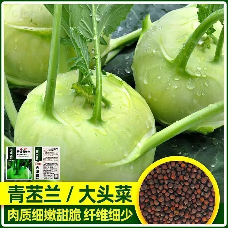四季水果苤兰种子清苤兰蔬菜良种翠玉青苤蓝菜球有机皮兰蔬菜种子
