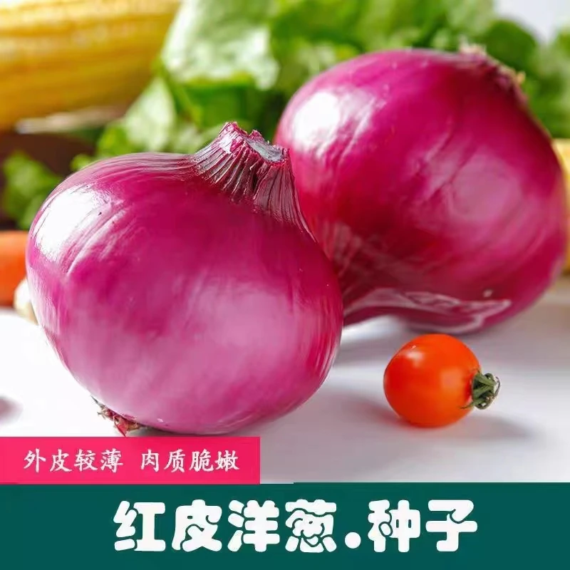 新品种红皮洋葱种子种籽圆葱种子耐寒紫皮洋葱种子四季播蔬菜种子