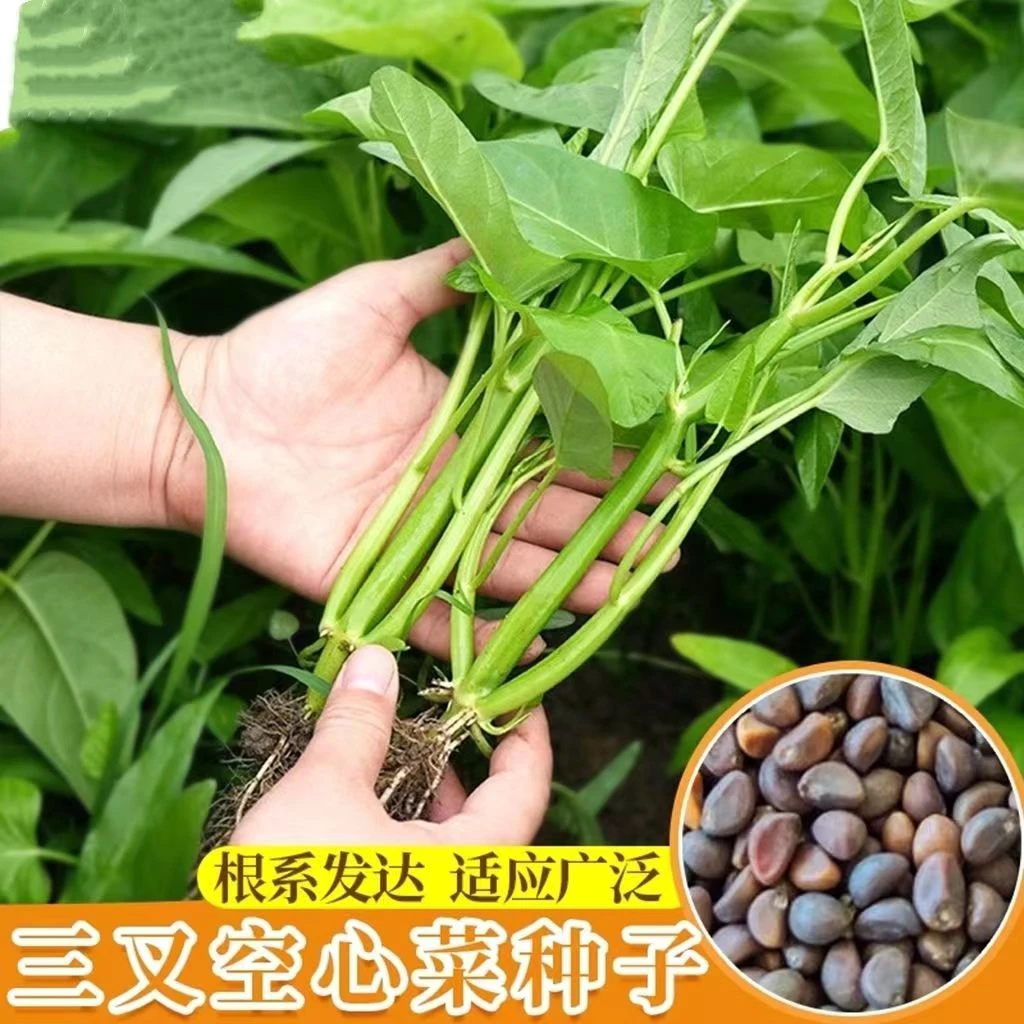 三叉空心菜种籽通心菜种子四季空心菜种子农家种植大叶青疏菜种子