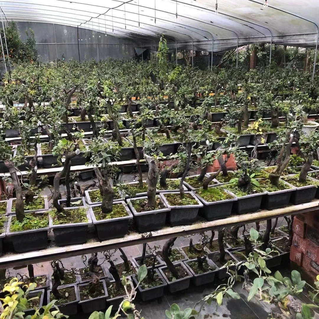 四川金弹子盆景直播（一物一拍）