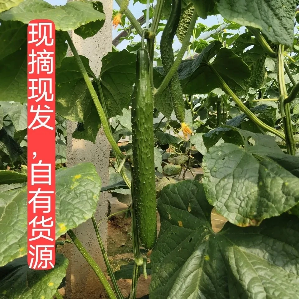 两只蜜蜂新鲜黄瓜 当季蔬菜 可生吃凉拌炒菜 5斤包邮