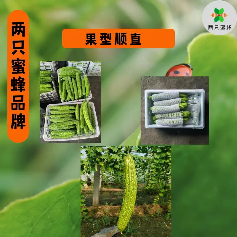 两只蜜蜂新鲜当季青皮苦瓜凉瓜 现摘现发 产地直销包邮