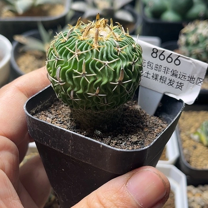 满18包邮 短豪刺太刀岚3.9公分随机一颗