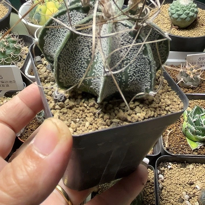 大凤玉一颗一物一拍