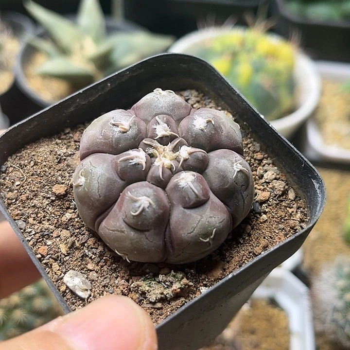 铅皮皮 随机一颗3.5公分满18包邮