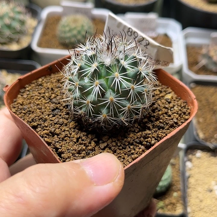白朗丸实生球一颗一物一拍8922