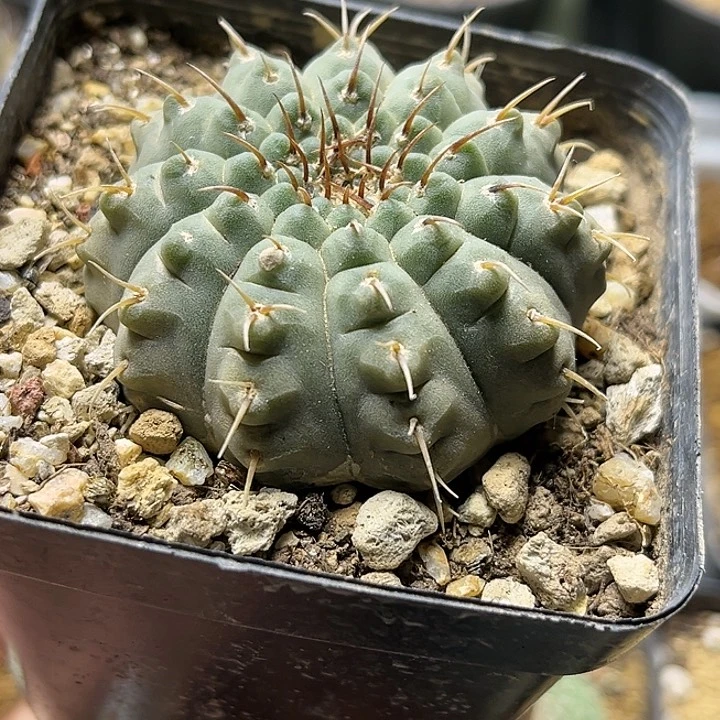 变异球一本刺凤头实生一颗