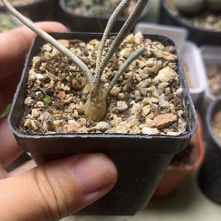 美杜莎实生球一颗一物一拍