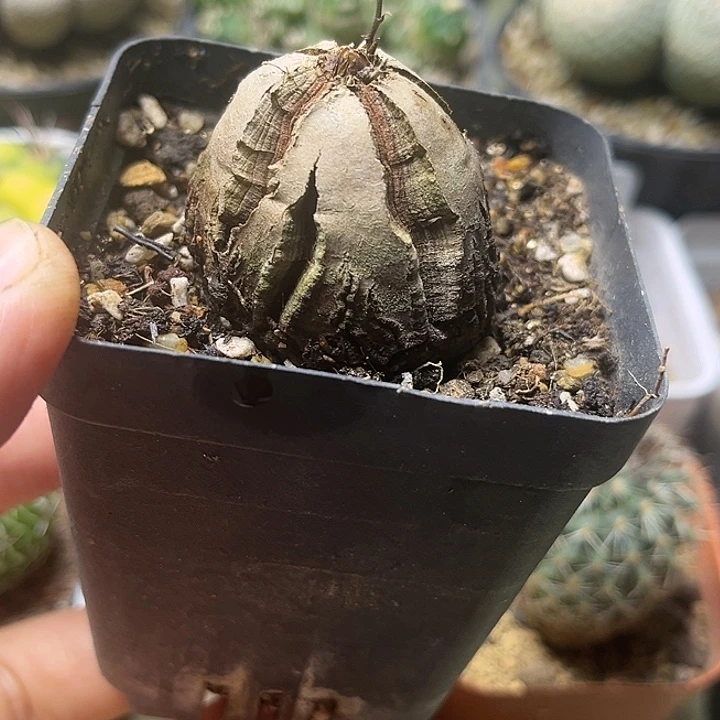 南非龟甲龙实生球一颗一物一拍