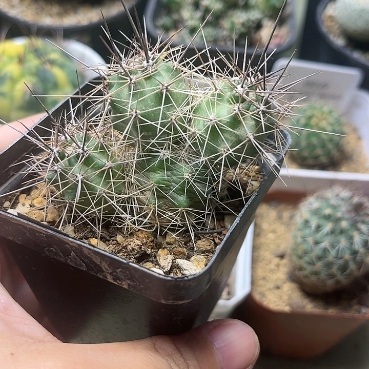 实生长刺篝火虾一颗一物一拍