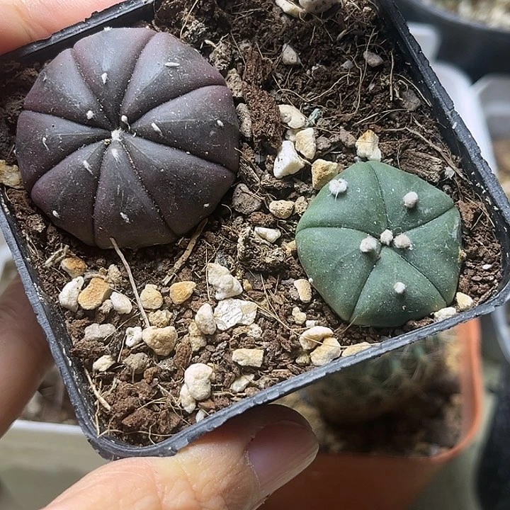 星兜一组一物一拍8860