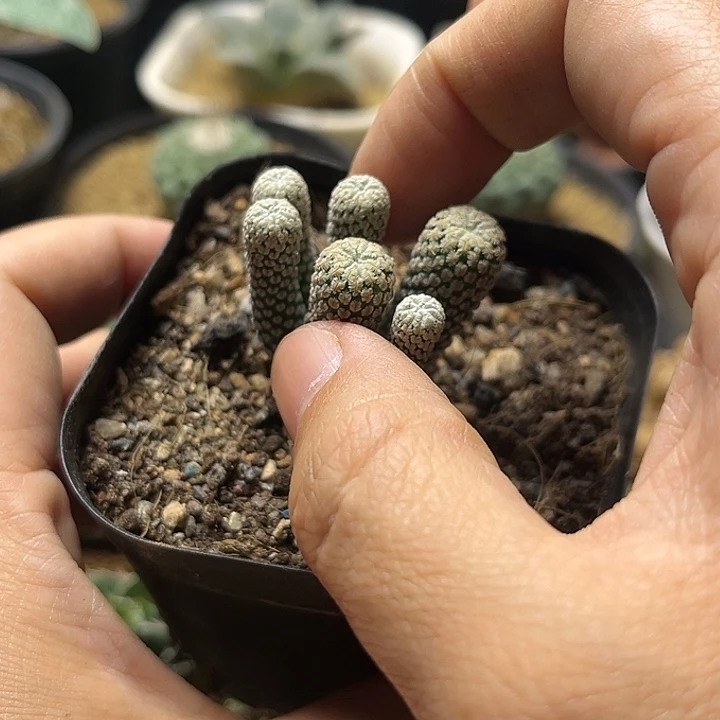 赤花精巧殿实生一物一拍9104