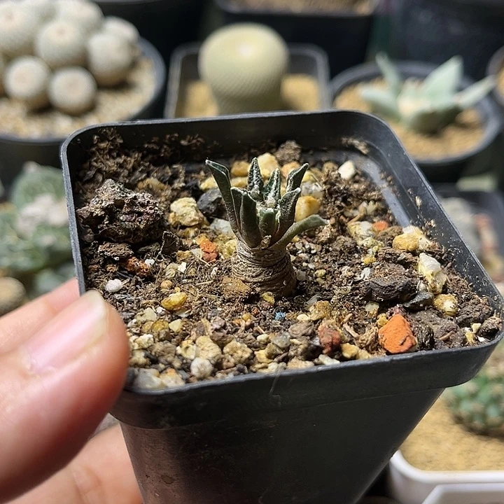 黑牡丹实生球一颗一物一拍