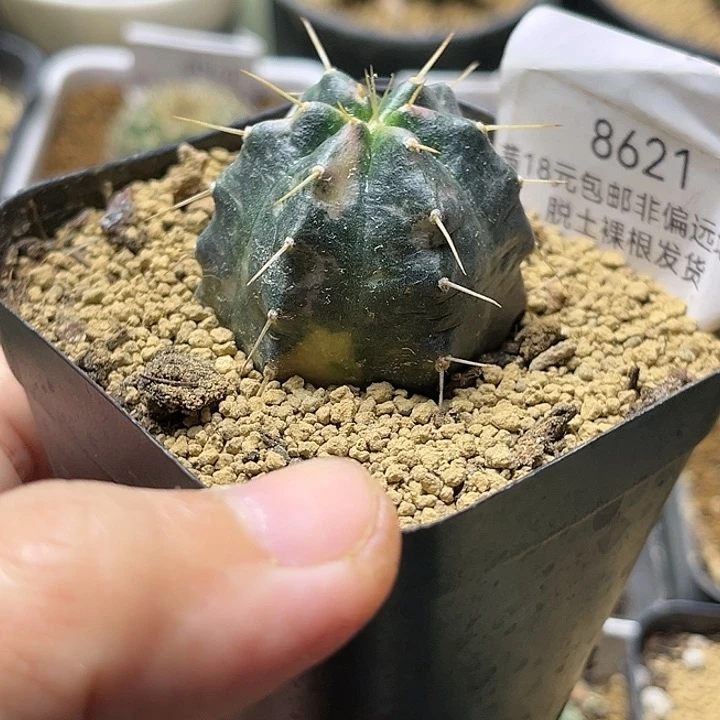 8621自根宇宙殿锦一颗一物一拍