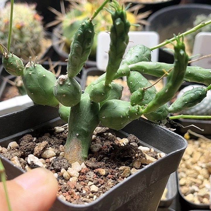 鱼鳞丸一颗一物一拍