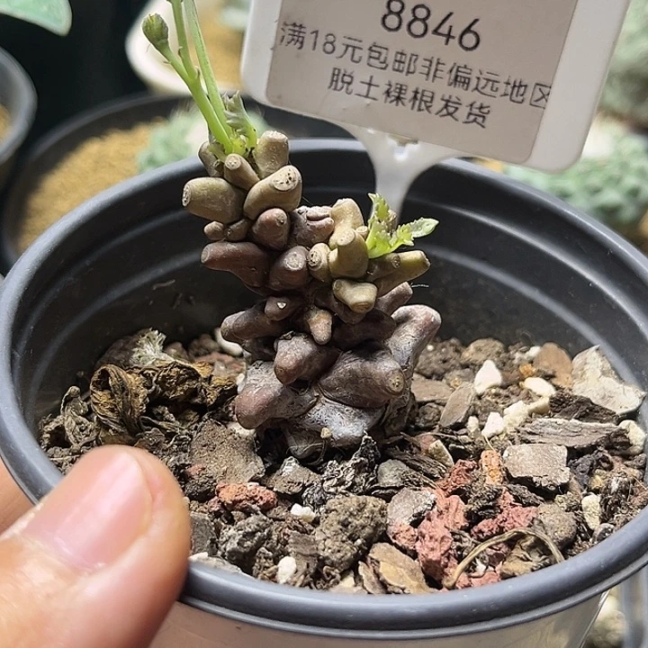 8846一颗一物一拍一颗