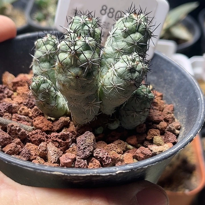帝王丸一颗一物一拍