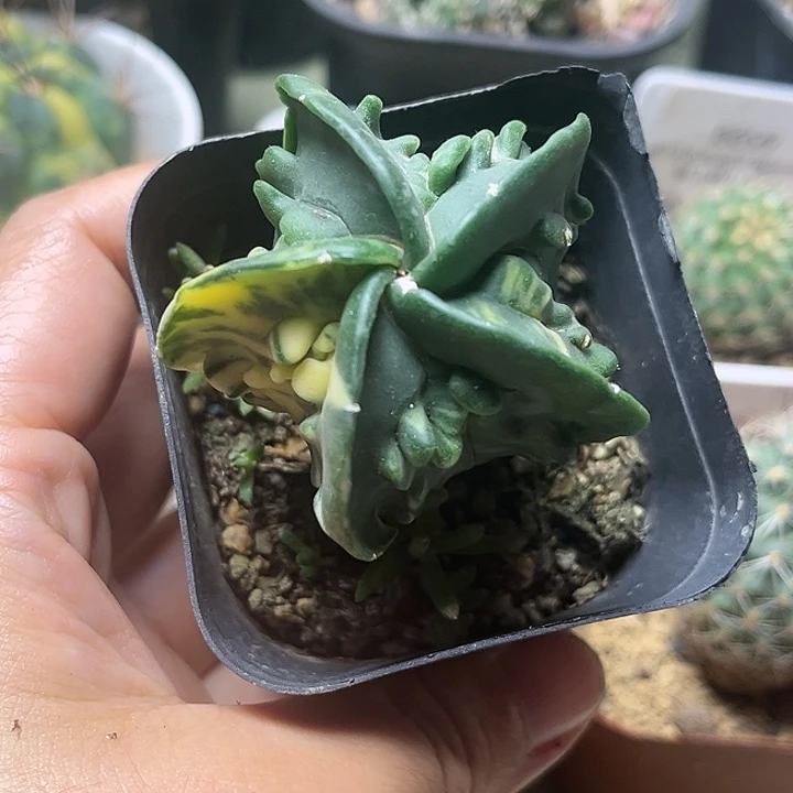 核桃鸾凤玉锦实生球