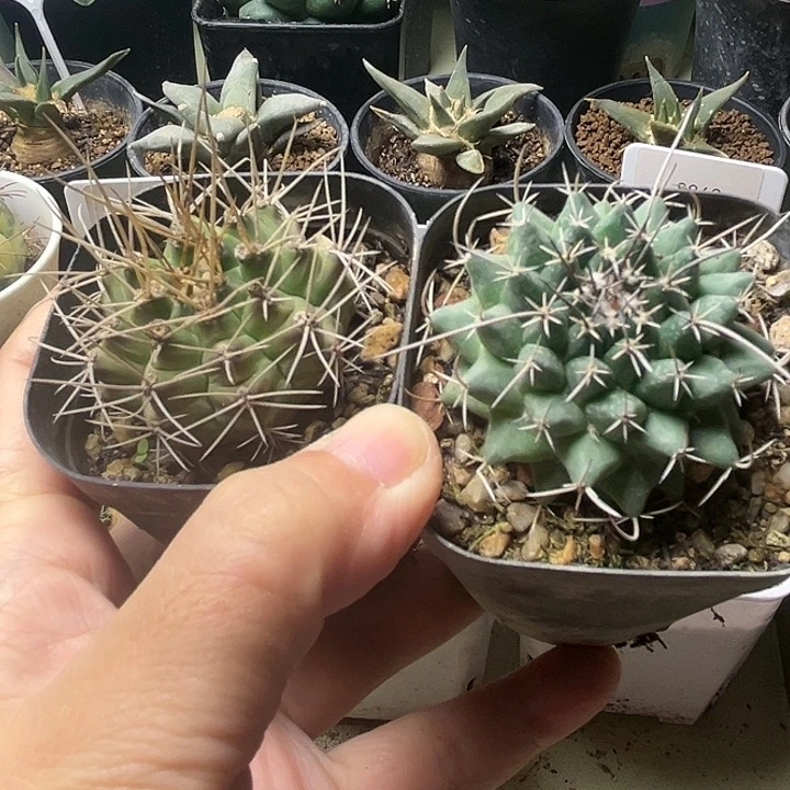 翠晃冠长刺球 瓦格纳