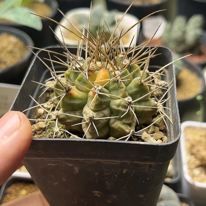 狂刺翠晃冠锦一颗一物一拍
