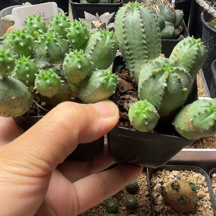 子吹布纹球2颗一物一拍