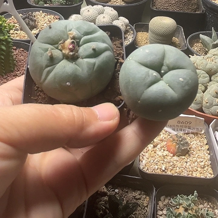 海鲜实生球一组一物一拍