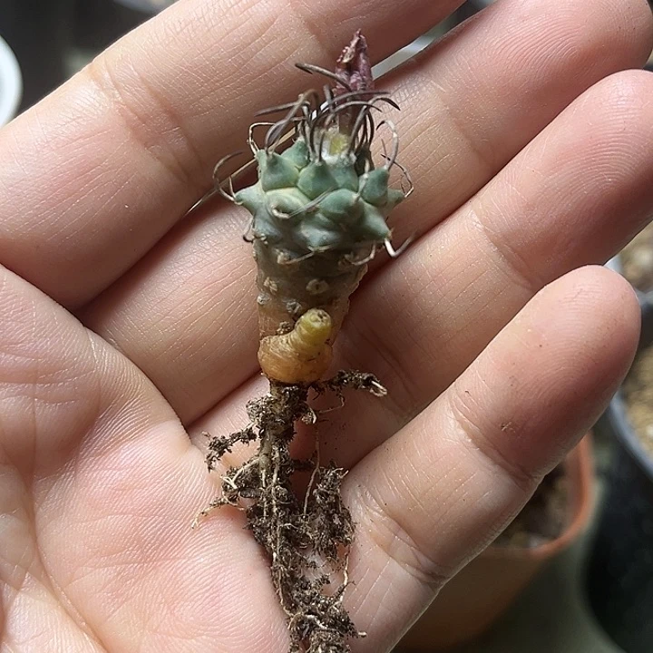 粉花升龙娇丽实生球一颗