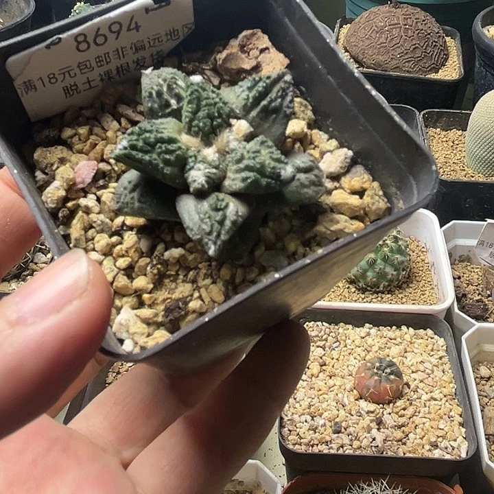 哥斯拉牡丹自根一物一拍