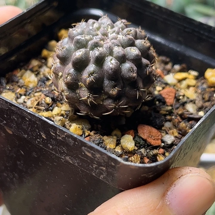 豹头实生球一颗一物一拍